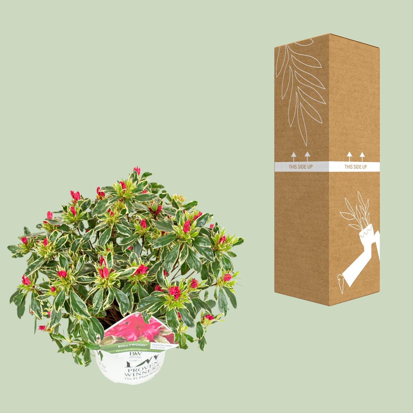 Rhododendron 'Bollywood' - Ø19cm - ↕30cm - Pflanzfix24