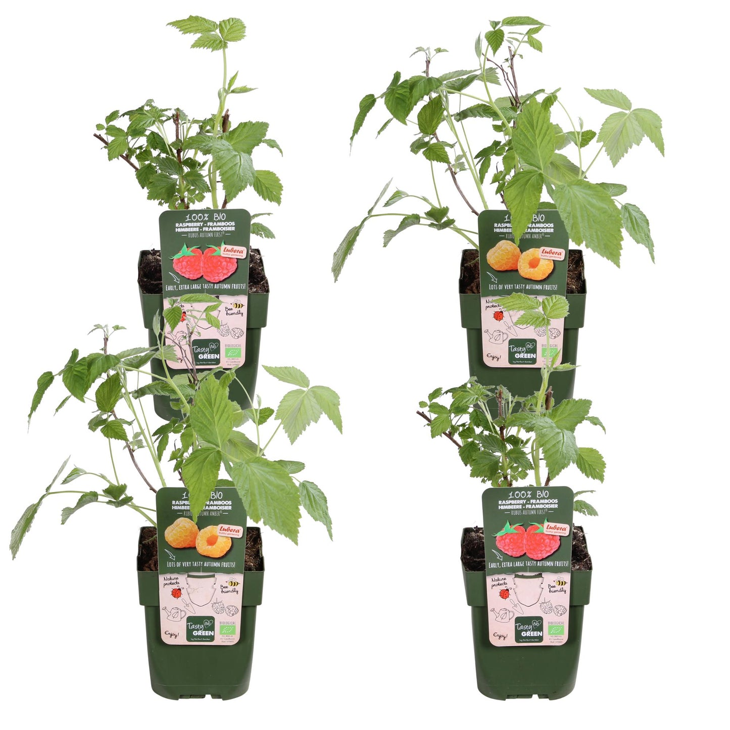 4x - Rubus 'Autumn' - ↨45cm - Ø13 - Pflanzfix24