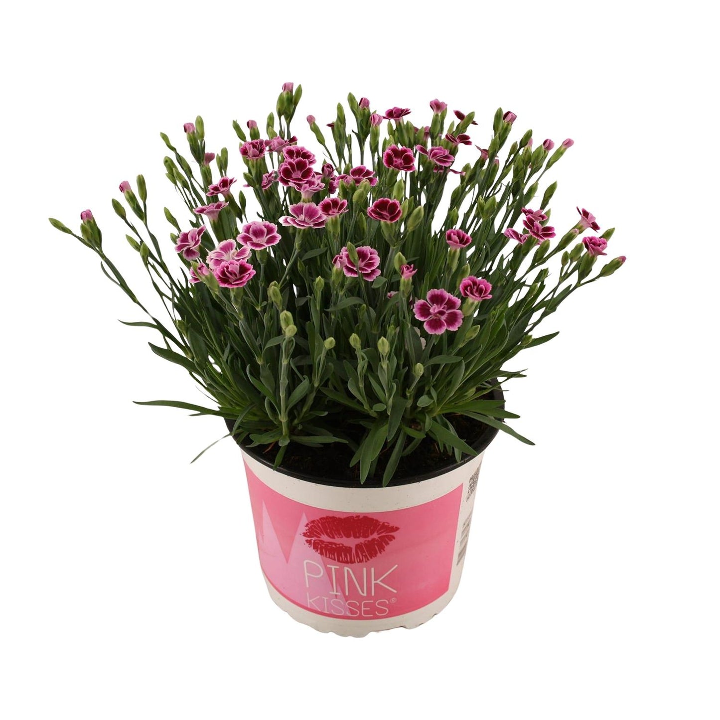 Dianthus Pink Kisses 17 CM © - Pflanzfix24