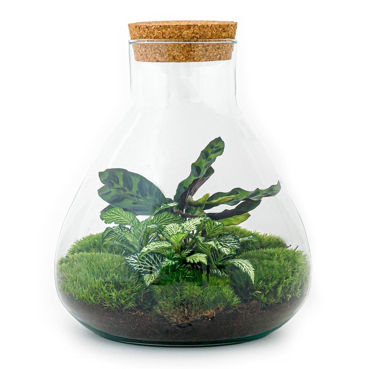 DIY Terrarium - Sammie - ↕ 27 cm - Pflanzfix24.de - Pflanzfix24.de