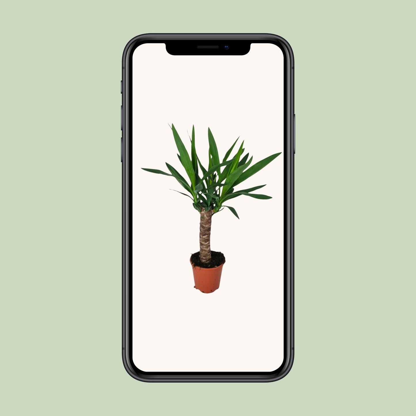 Yucca Pflanze Ø14cm – 60cm hoch | Pflanzfix24.de - Pflanzfix24.de