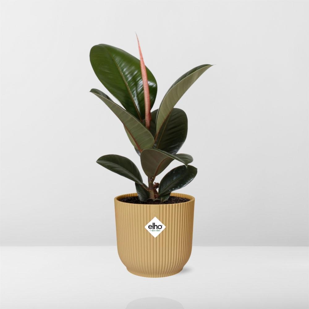 Ficus Elastica 'Robusta' 14cm in ELHO Vibes Fold geel - pflanzfix24