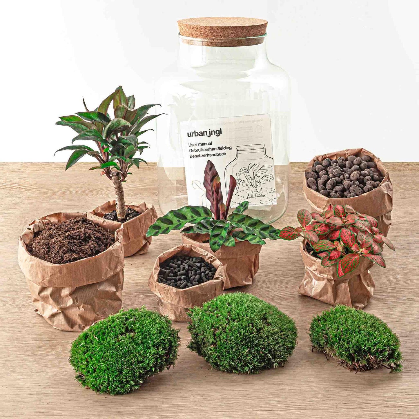 DIY Terrarium - Milky Palm - ↕ 30 cm - Pflanzfix24.de - Pflanzfix24.de