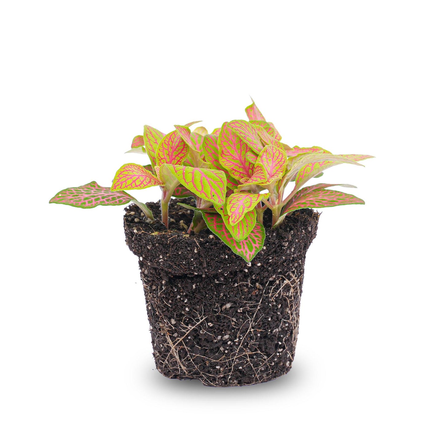 Fittonia Oranje - Roze - Ruby Lime - Mozaiekplantje - Potmaat 8 | Pflanzfix24.de - Pflanzfix24.de