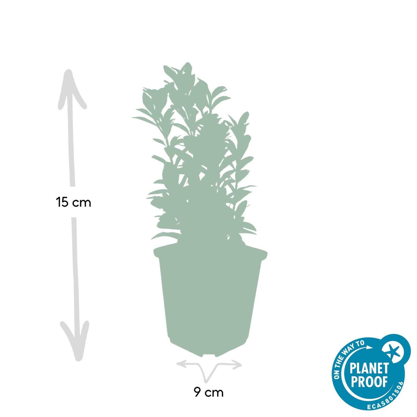 20x Euonymus japonicus 'Green Spire' von Pflanzfix24.de - Immergrüner Strauch für Ihr Gartenparadies - Pflanzfix24.de