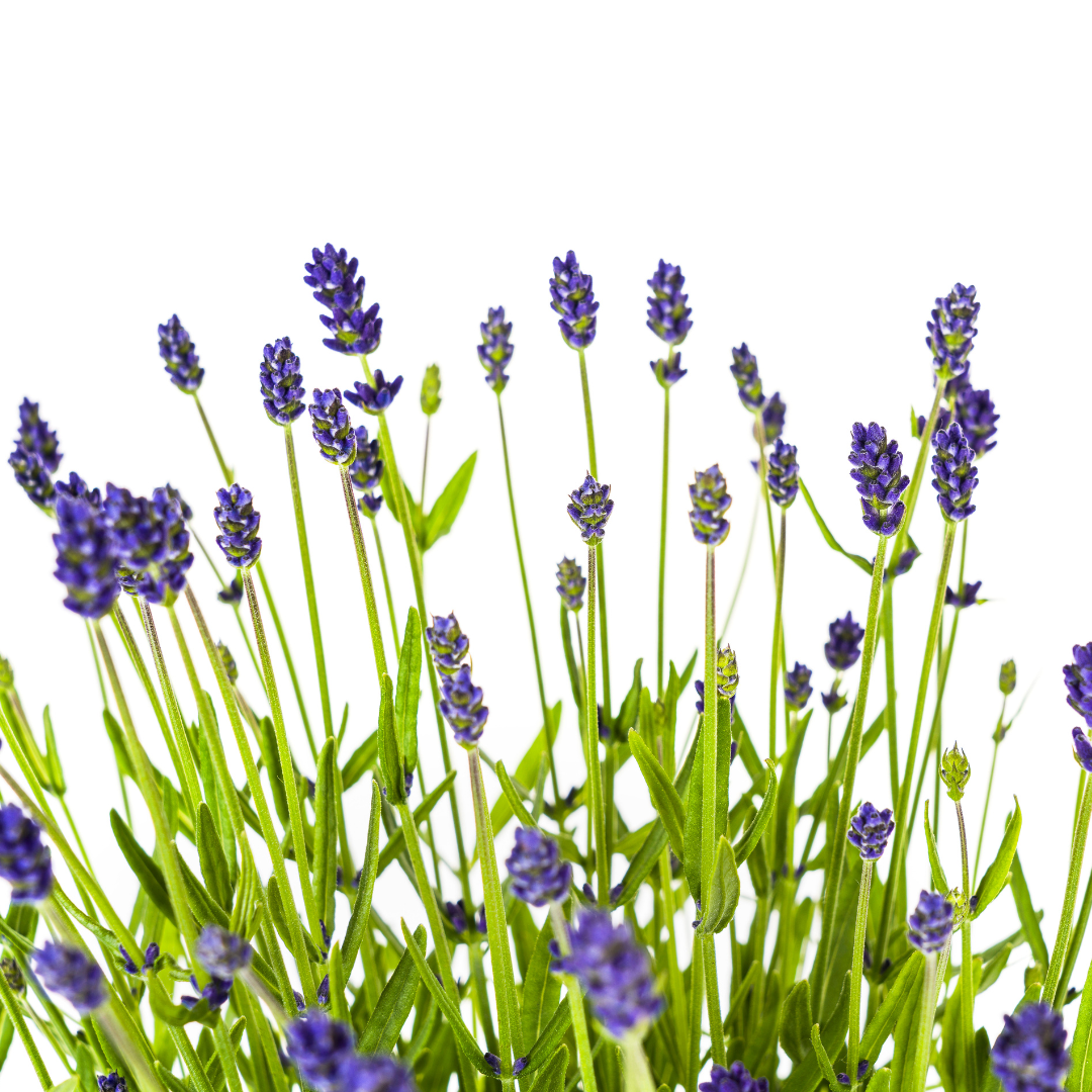 2x Lavandula angustifolia Ø19cm - ↕40 - 50cm - Pflanzfix24.de - Pflanzfix24.de