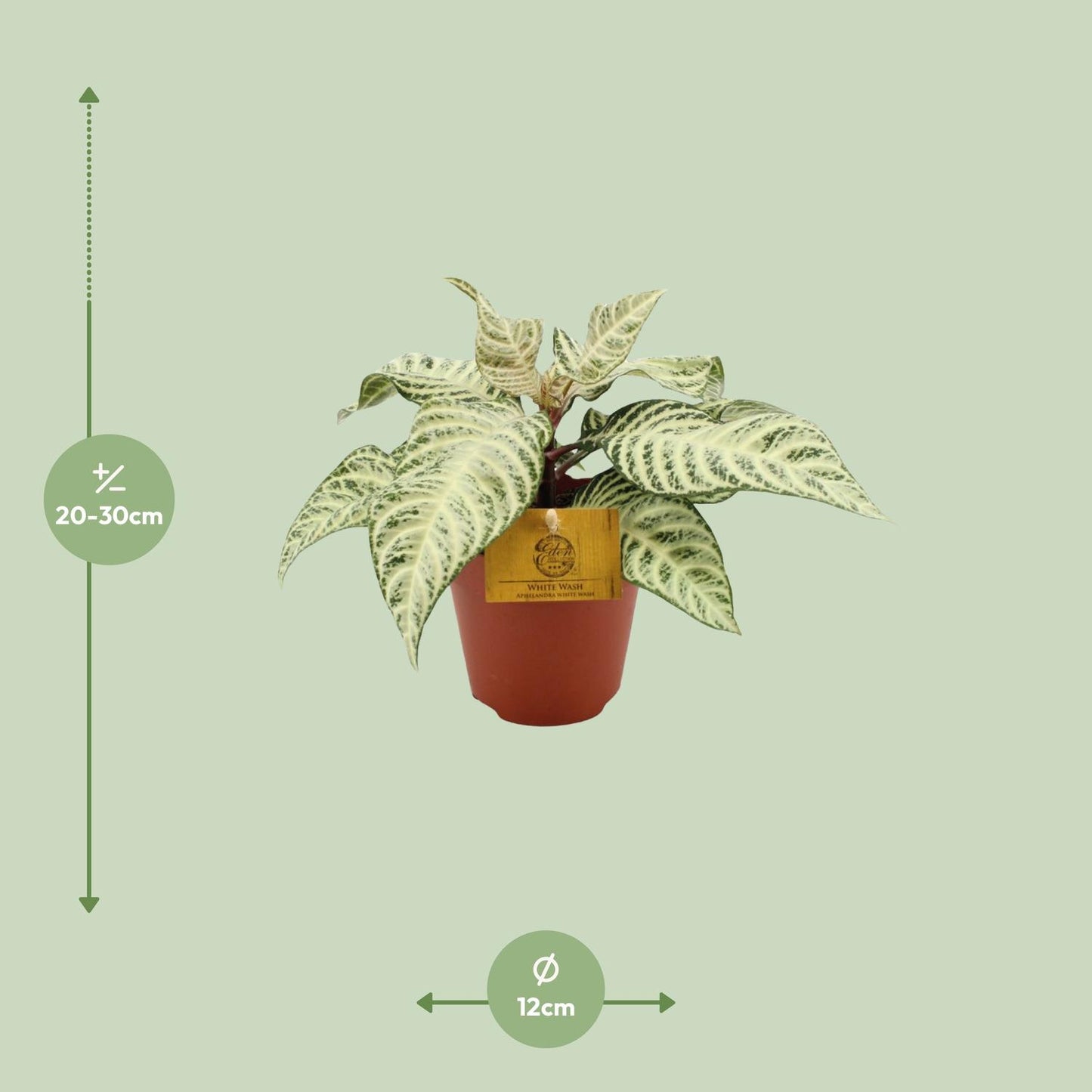 Aphelandra White Wash - Ø25cm - Pflanzfix24