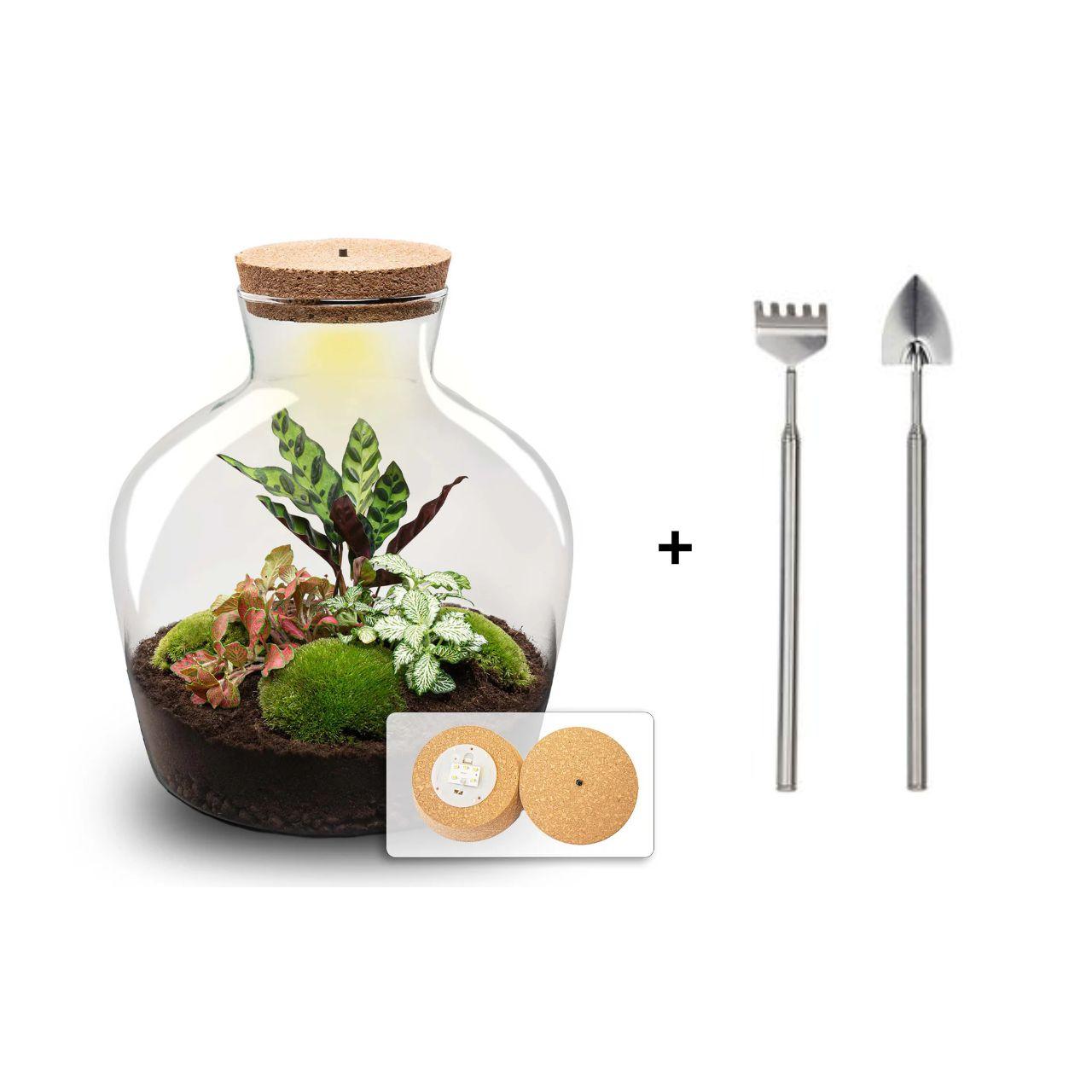DIY Terrarium - Fat Joe Rood - ↕ 30 cm + Rake & Shovel - Pflanzfix24