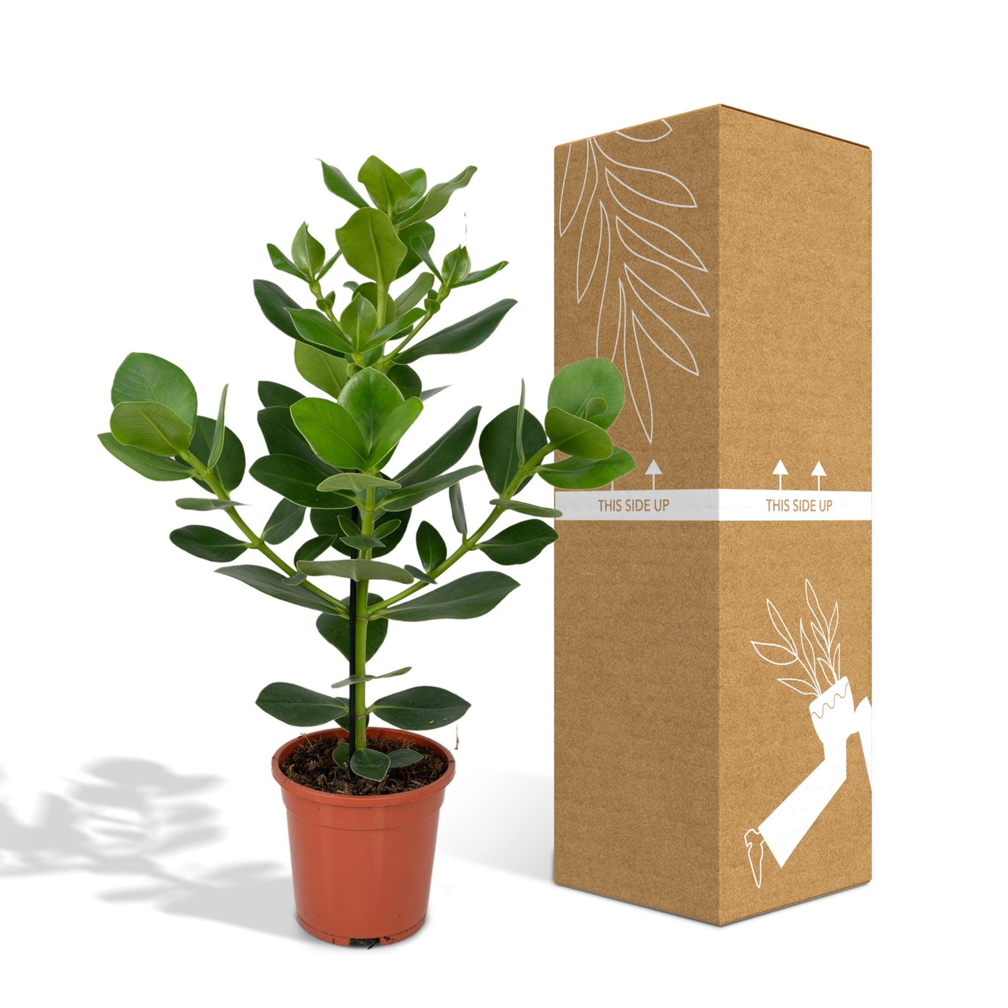 Clusia Rosea Princess - Ø17cm - ↕60cm bei Pflanzfix24.de - Pflanzfix24.de
