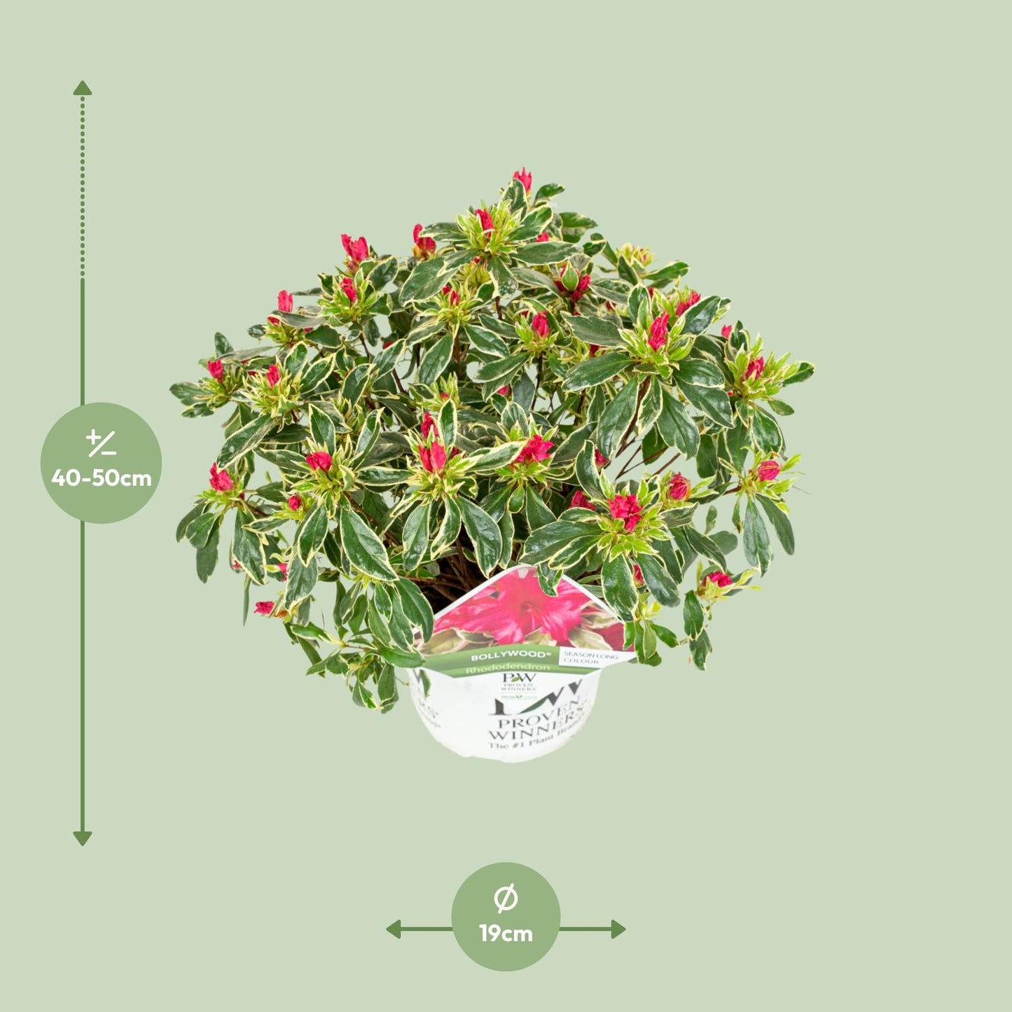 Rhododendron 'Bollywood' - Ø19cm - ↕30cm - Pflanzfix24