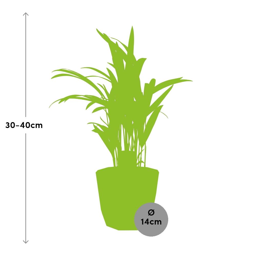 Dypsis Lutescens Bambuspalme 12cm in ELHO b.for rock 14 cm warm grey - Pflanzfix24