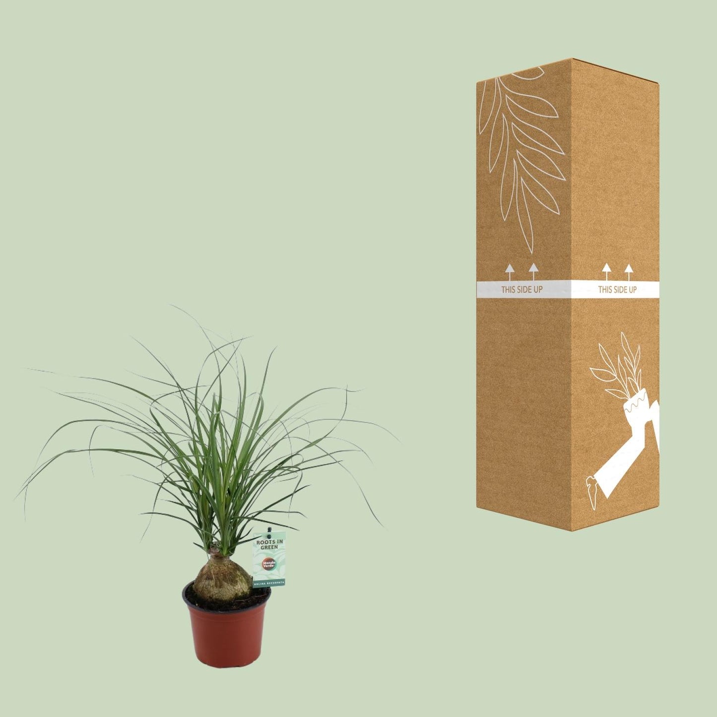 Beaucarnea Recurvata Ø12 cm – Zimmerpflanze | Pflanzfix24