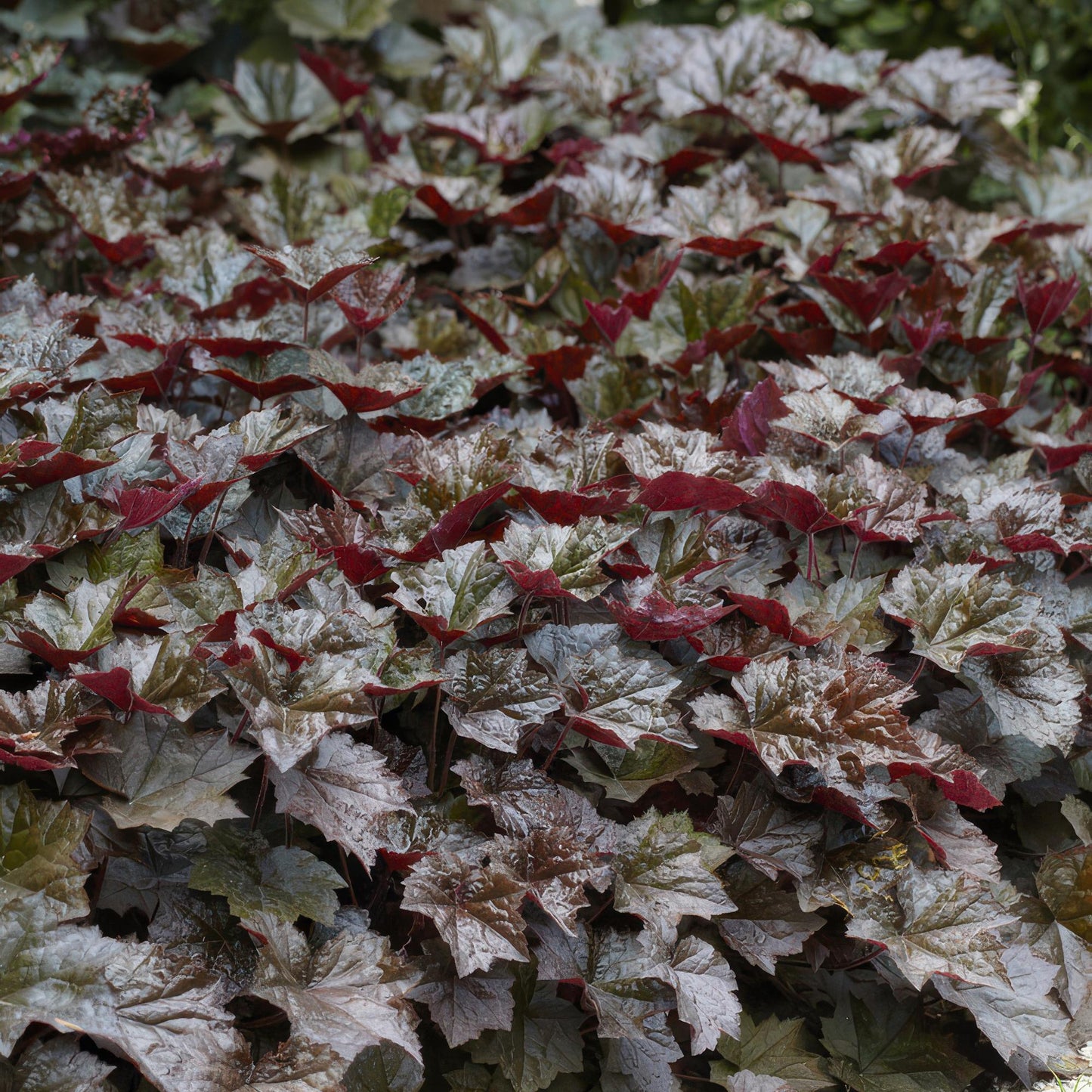 12x Heuchera ‘Palace Purple’ Ø9cm | Dunkelrote Blätter | Pflanzfix24.de - Pflanzfix24.de