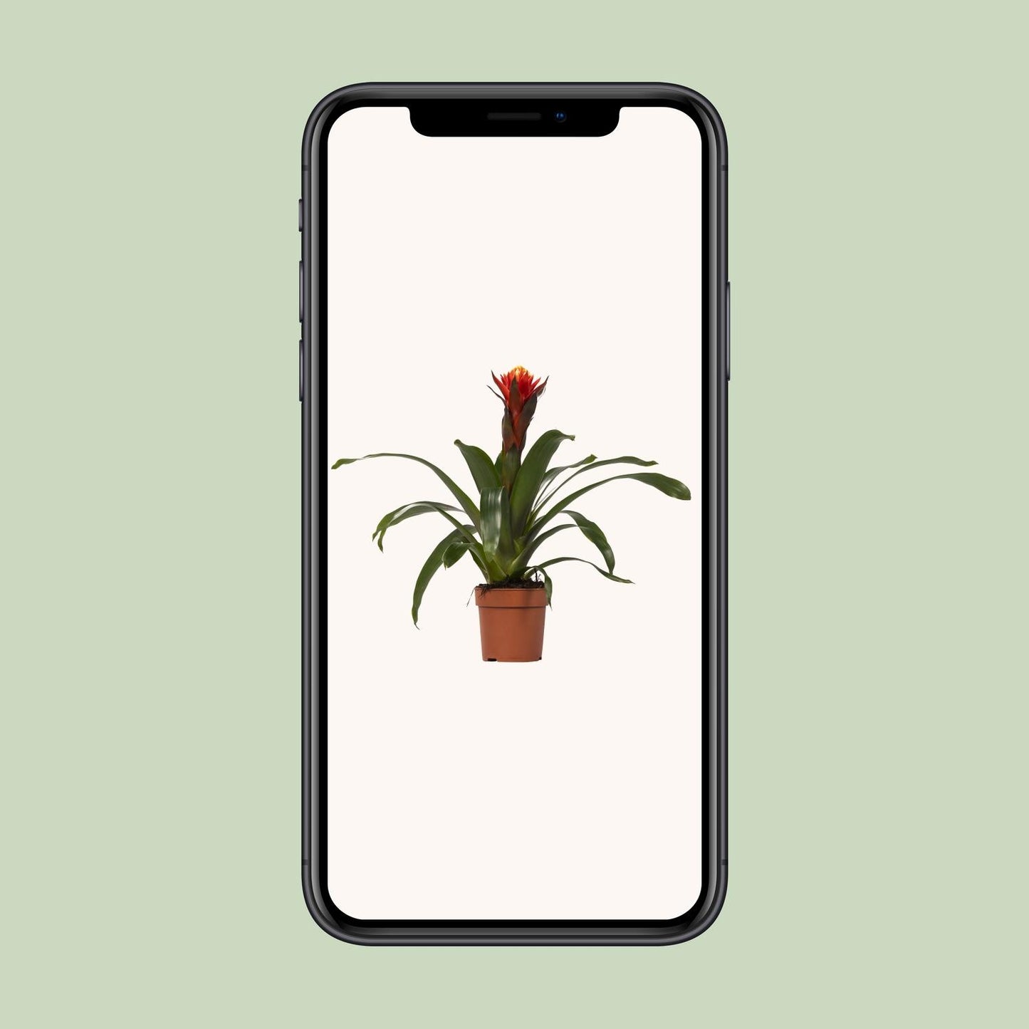 Guzmania Happiness - Ø12 ↕45 - Pflanzfix24.de - Pflanzfix24.de