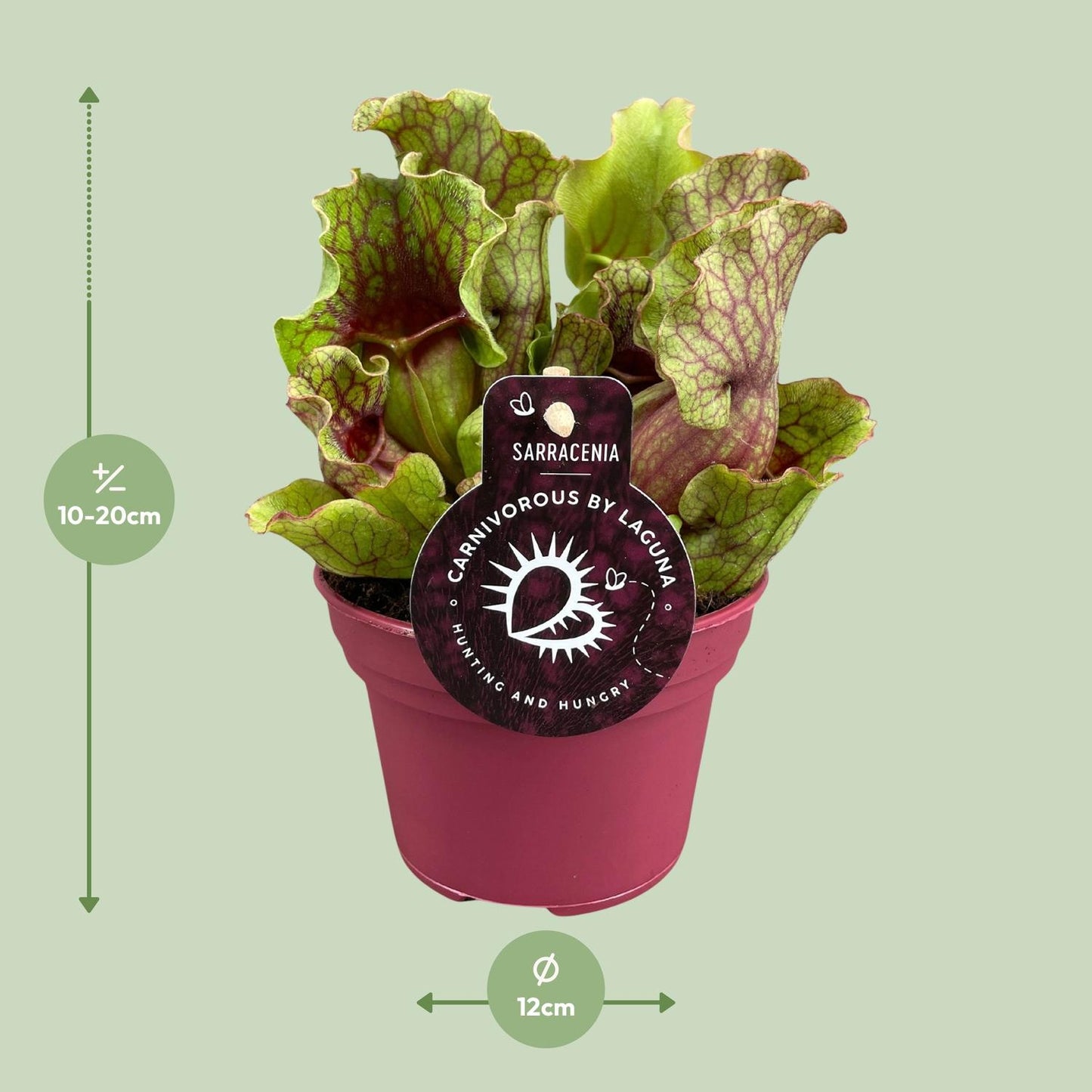 Sarracenia Schlauchpflanze Ø12cm – Fleischfresser – Pflanzfix24.de - Pflanzfix24.de