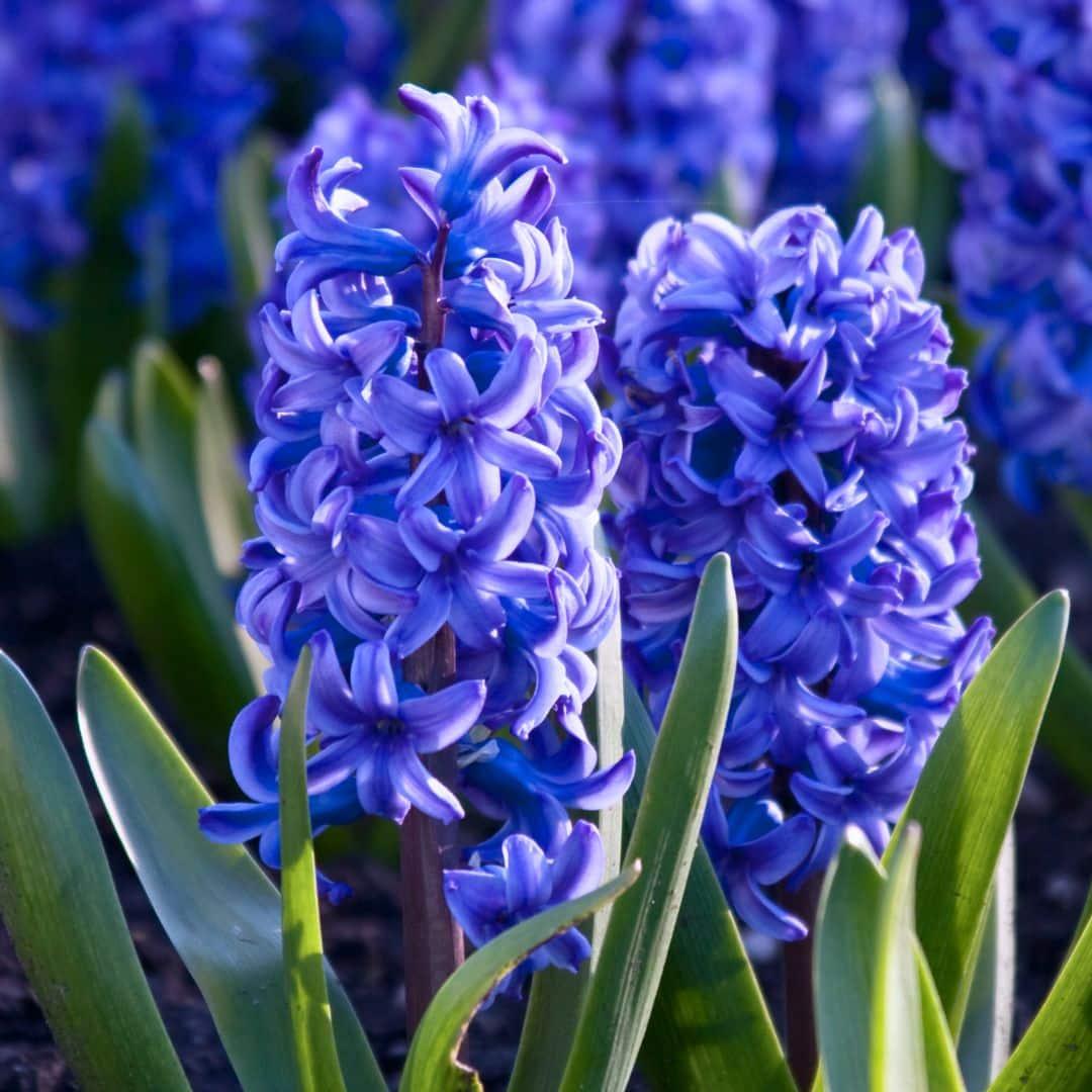 Pflanzfix24 - Blumenzwiebeln - Blau und Lila - 30 Stück