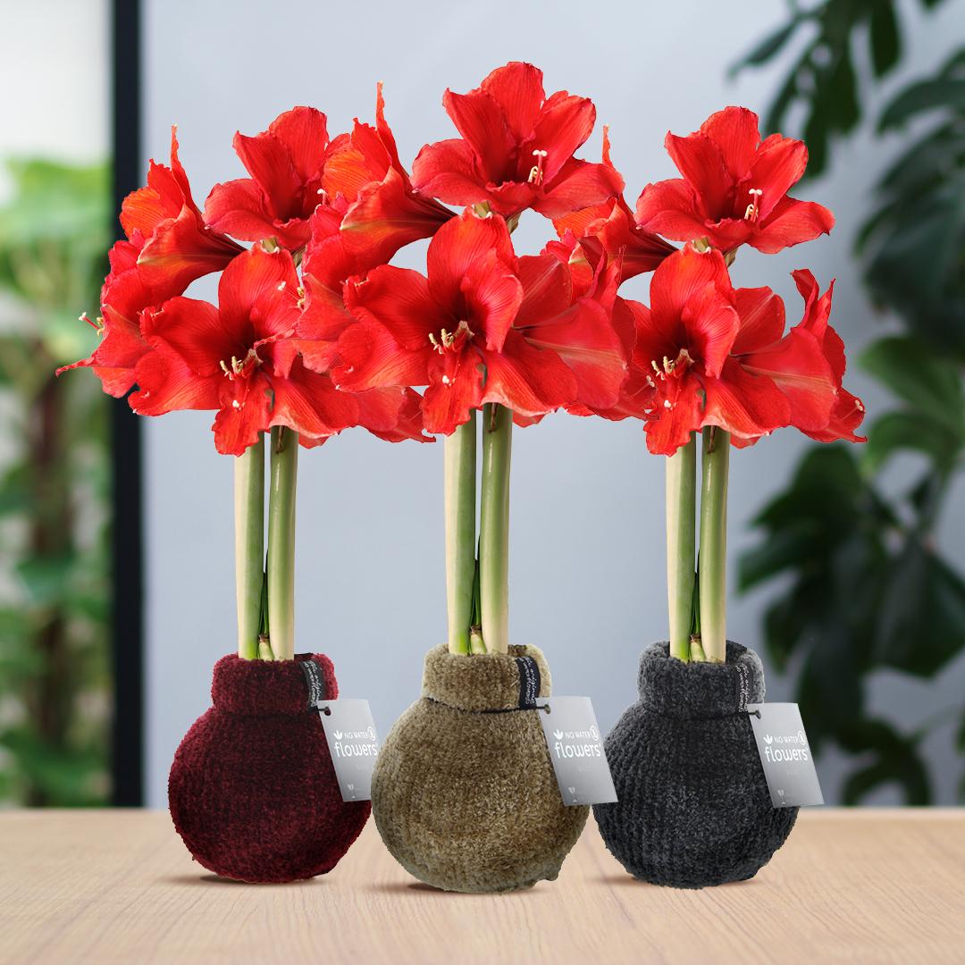 No Water Flowers® Fashionz Cozy Teddy Mix (3er Pack) + Rot Blume - Pflanzfix24