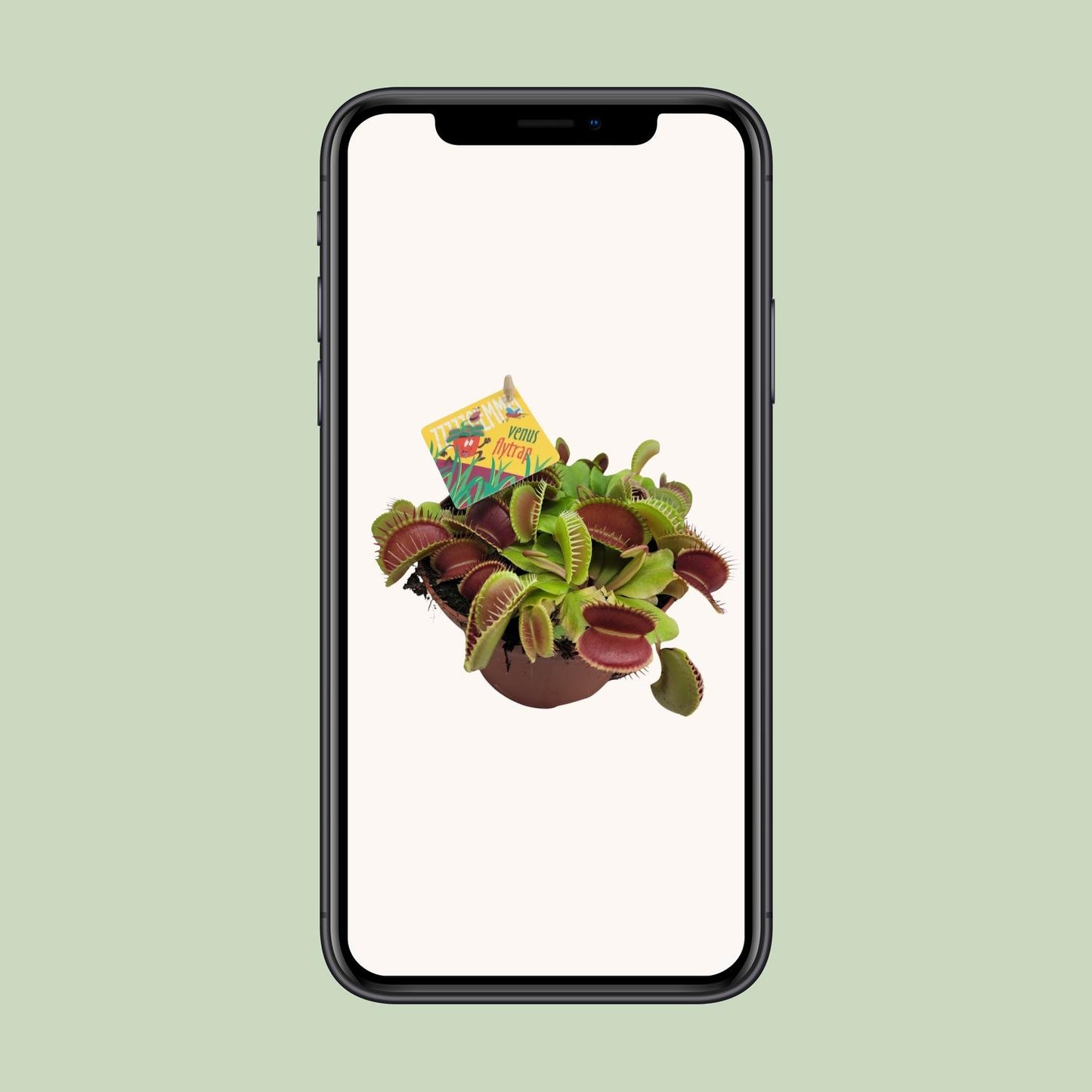 Dionaea Muscipula - Ø12cm - Pflanzfix24.de - Pflanzfix24.de