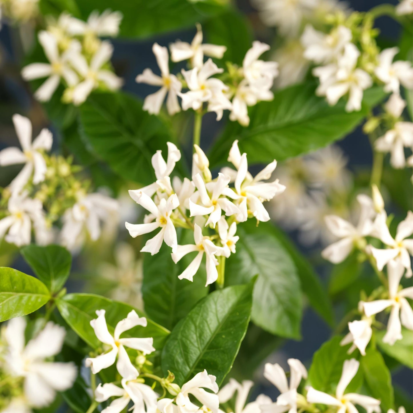Pflanzfix24.de - Toskanischer Jasmin - Trachelospermum jasminoides - Immergrün - 2 Pflanzen - Pflanzfix24.de
