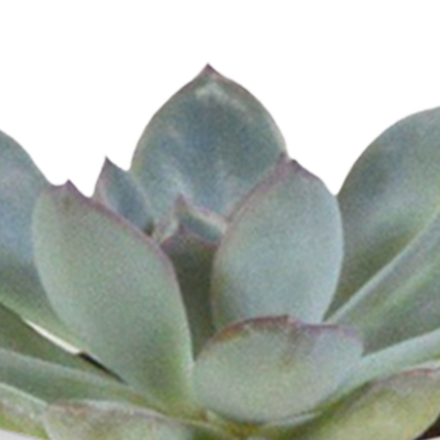 Cactus en vetplanten Mischung 5,5 cm | 15 stück - in witte pot - Pflanzfix24.de - Pflanzfix24.de