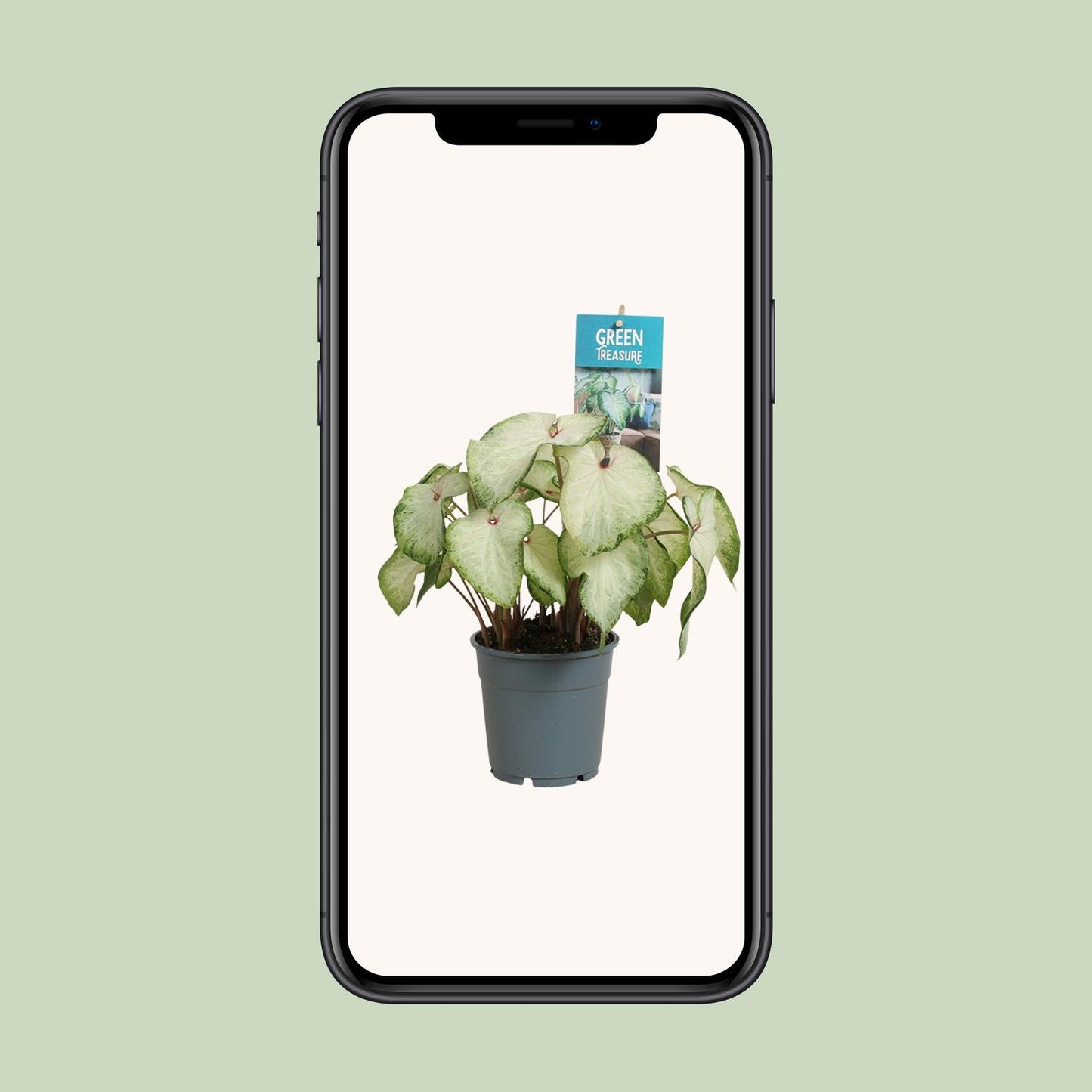 Caladium White Delight - Ø12cm - ↕25cm - Pflanzfix24