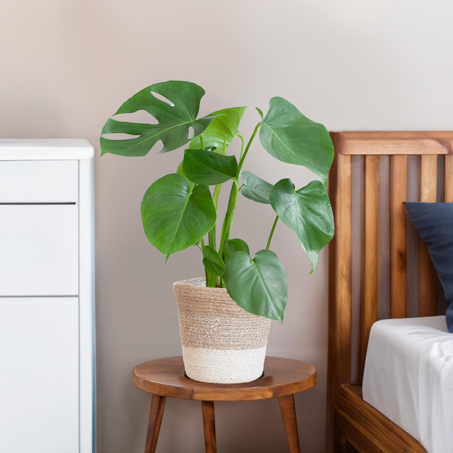 Monstera Deliciosa mit Lissabon Korb weiß- 50cm - Ø17 - Pflanzfix24