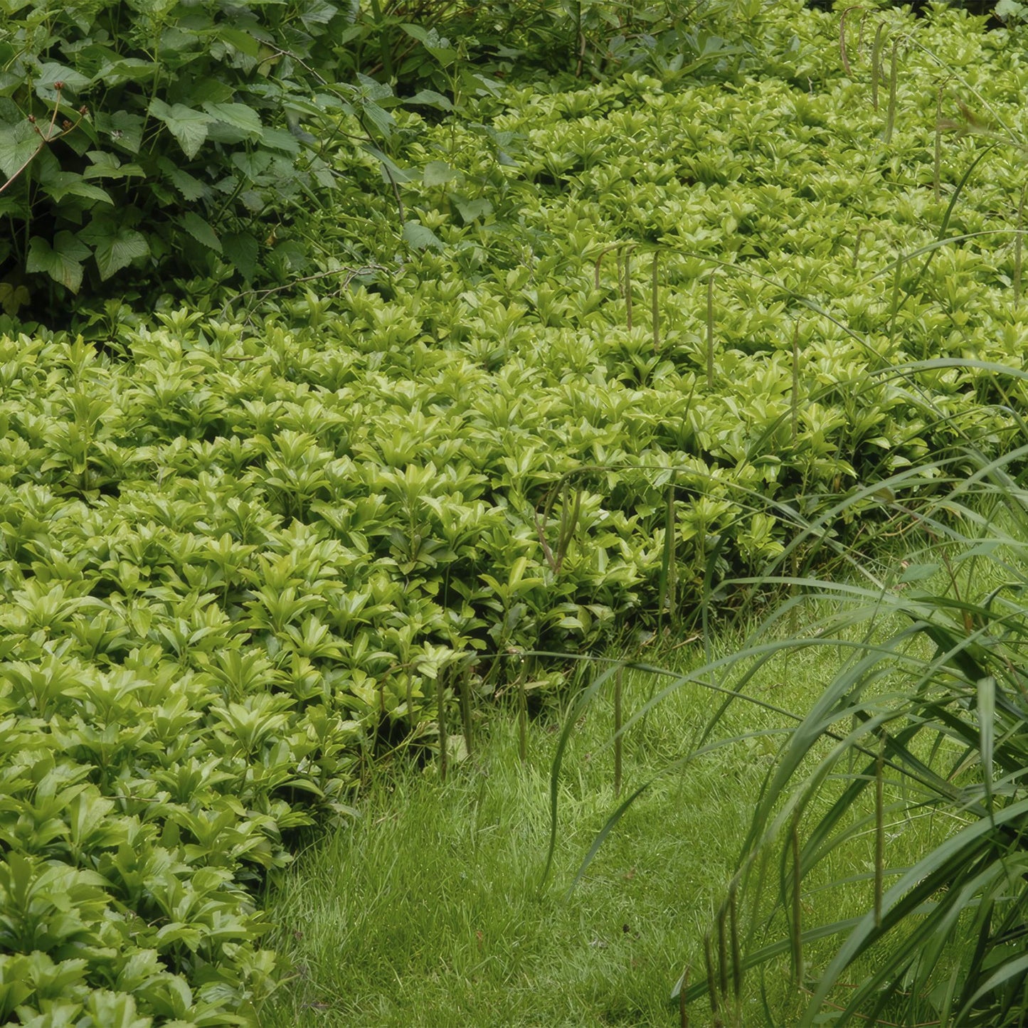 12x Pachysandra 'Green Carpet' – immergrüner Bodendecker | Pflanzfix24.de - Pflanzfix24.de