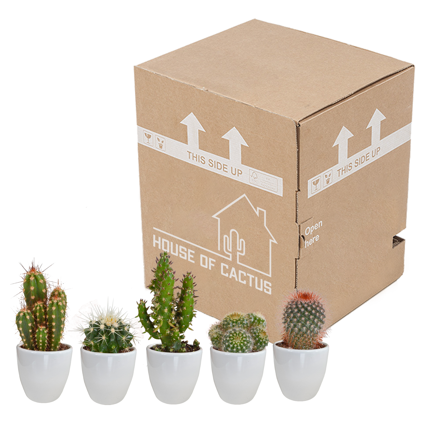 Kakteenmischung 5,5 cm - 5x - in witte pot - Pflanzfix24.de - Pflanzfix24.de
