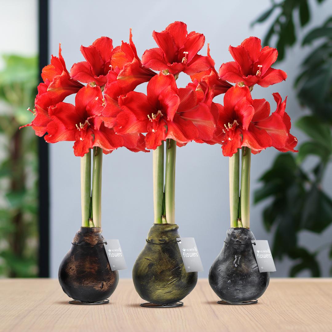 No Water Flowers® Waxz® Antiquez Mix (3 pack) + Red flower - Pflanzfix24