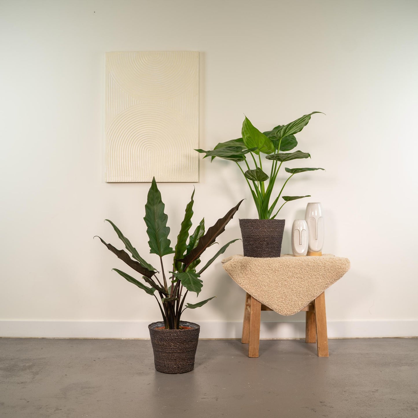 Alocasia Cucullata & Lauterbachiana Set - Ø19cm - ↕60-75cm - Pflanzfix24.de - Pflanzfix24.de