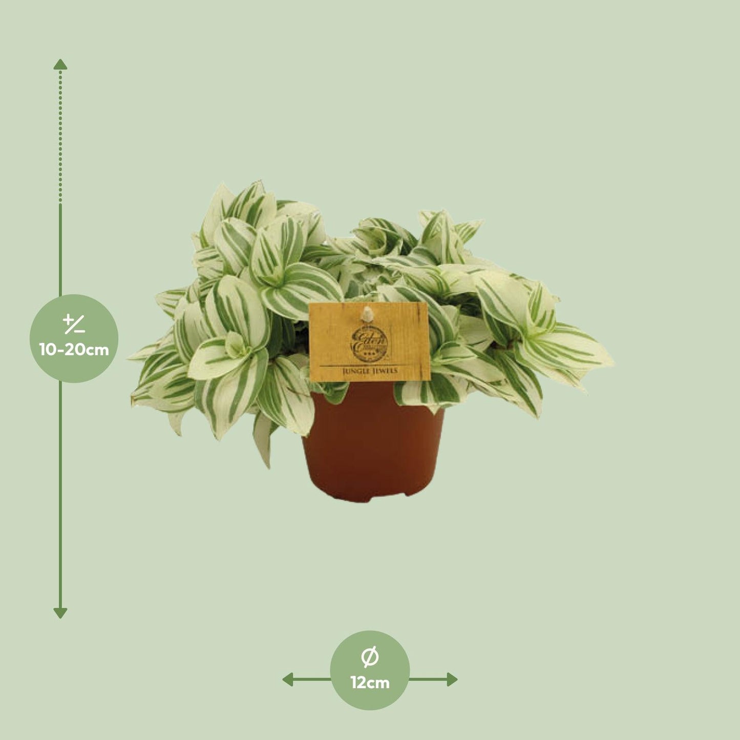 Tradescantia Brightness - Ø12 ↕20 bei Pflanzfix24.de - Pflanzfix24.de