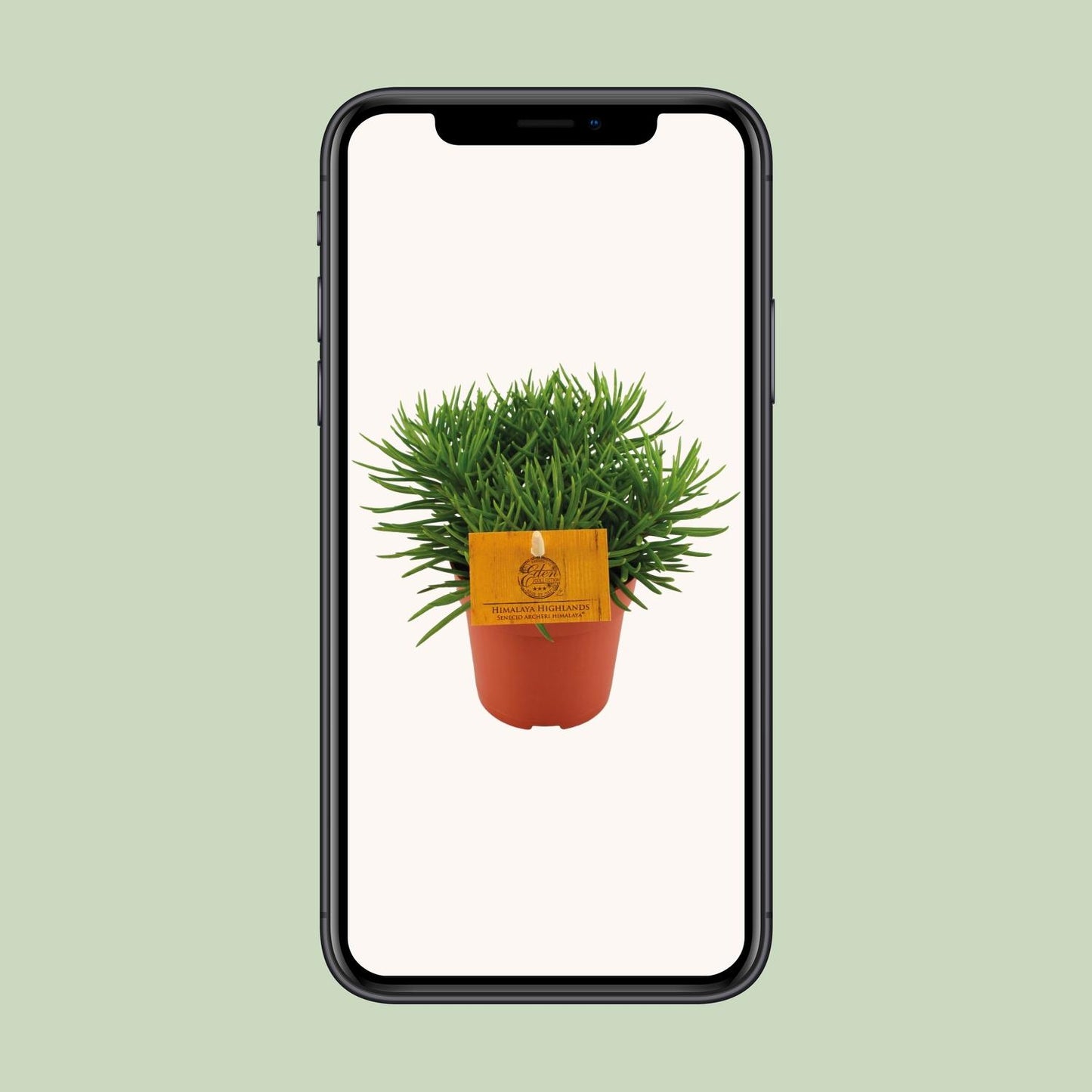 Senecio Himalaya - Ø11cm - ↕15cm von Pflanzfix24