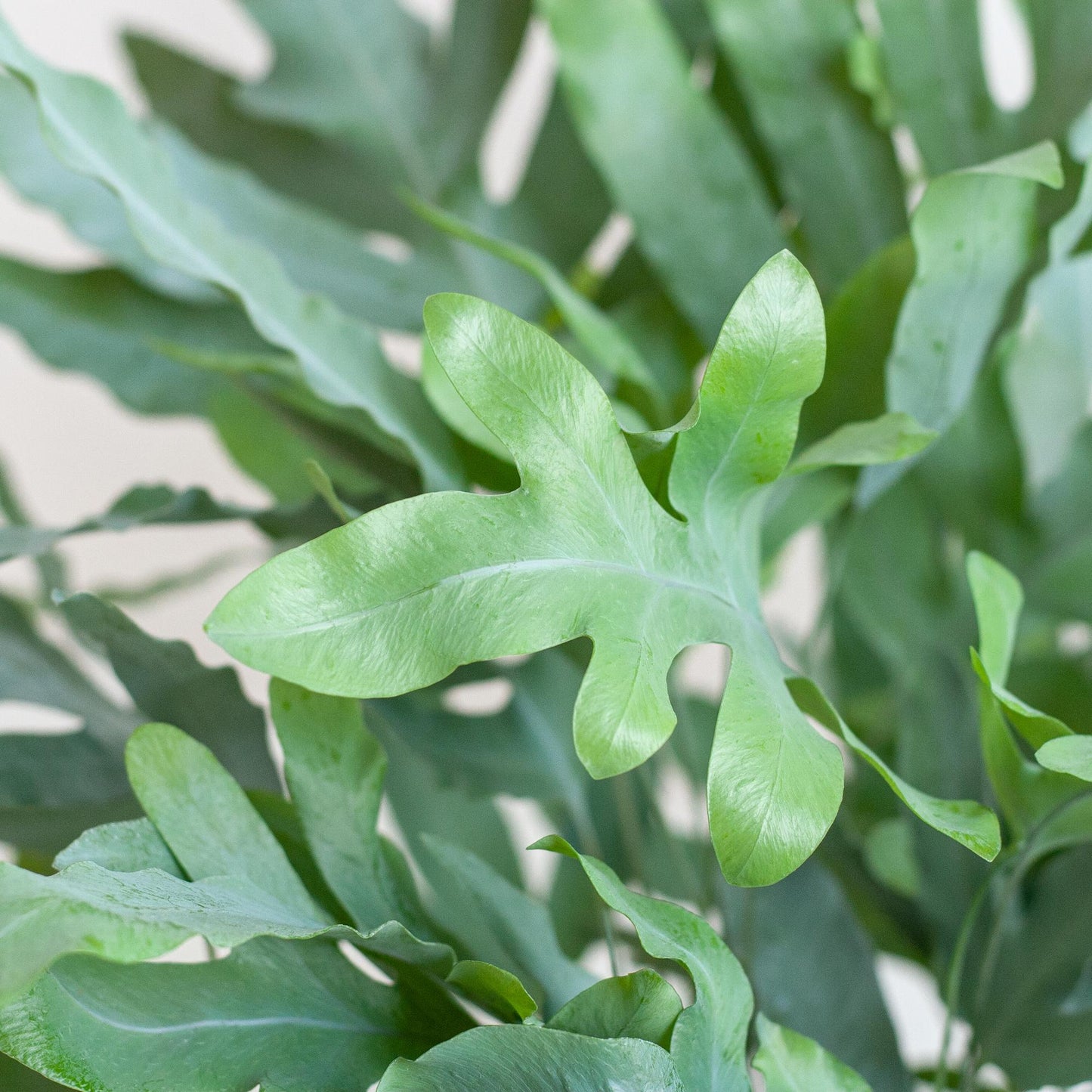 Phlebodium Aureum 'Blue Star' mit Korb Lissabon weiß - 40cm - Ø17 - Pflanzfix24