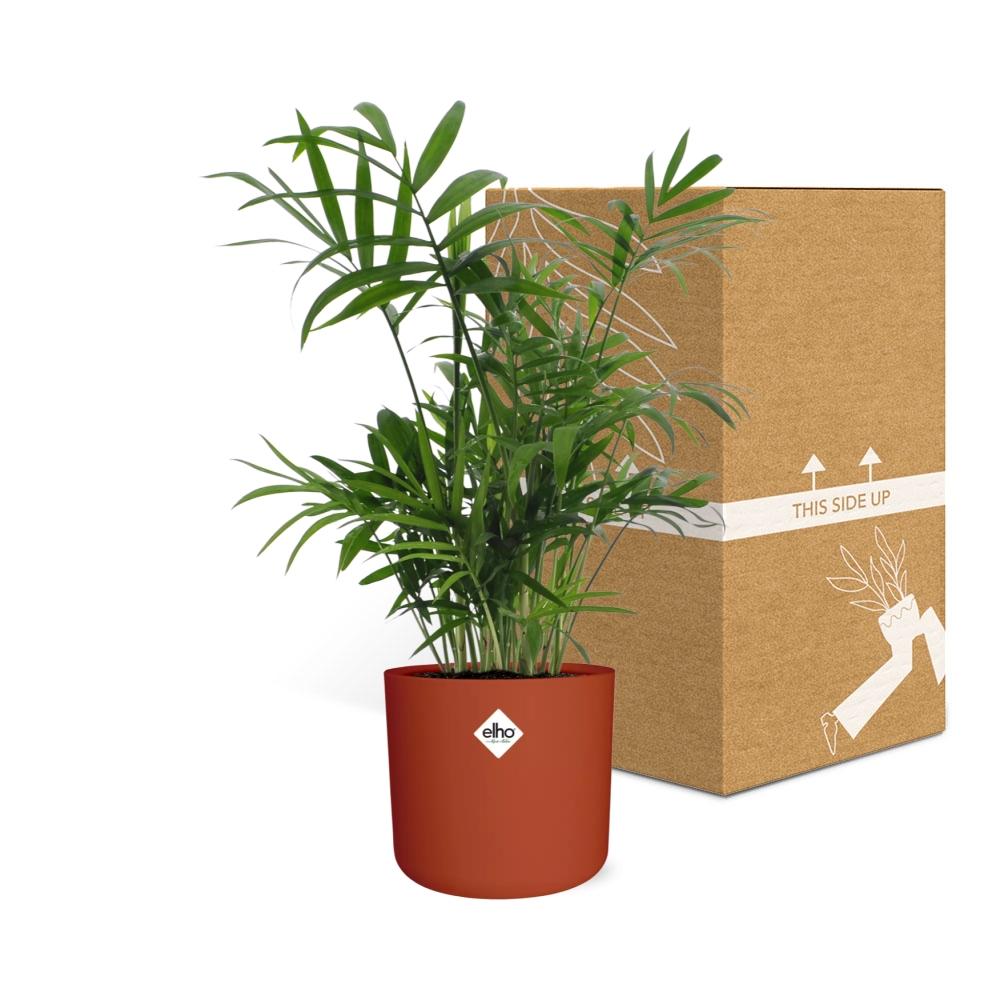 Chamaedorea in ELHO b.for soft rond 14cm brique - Pflanzfix24