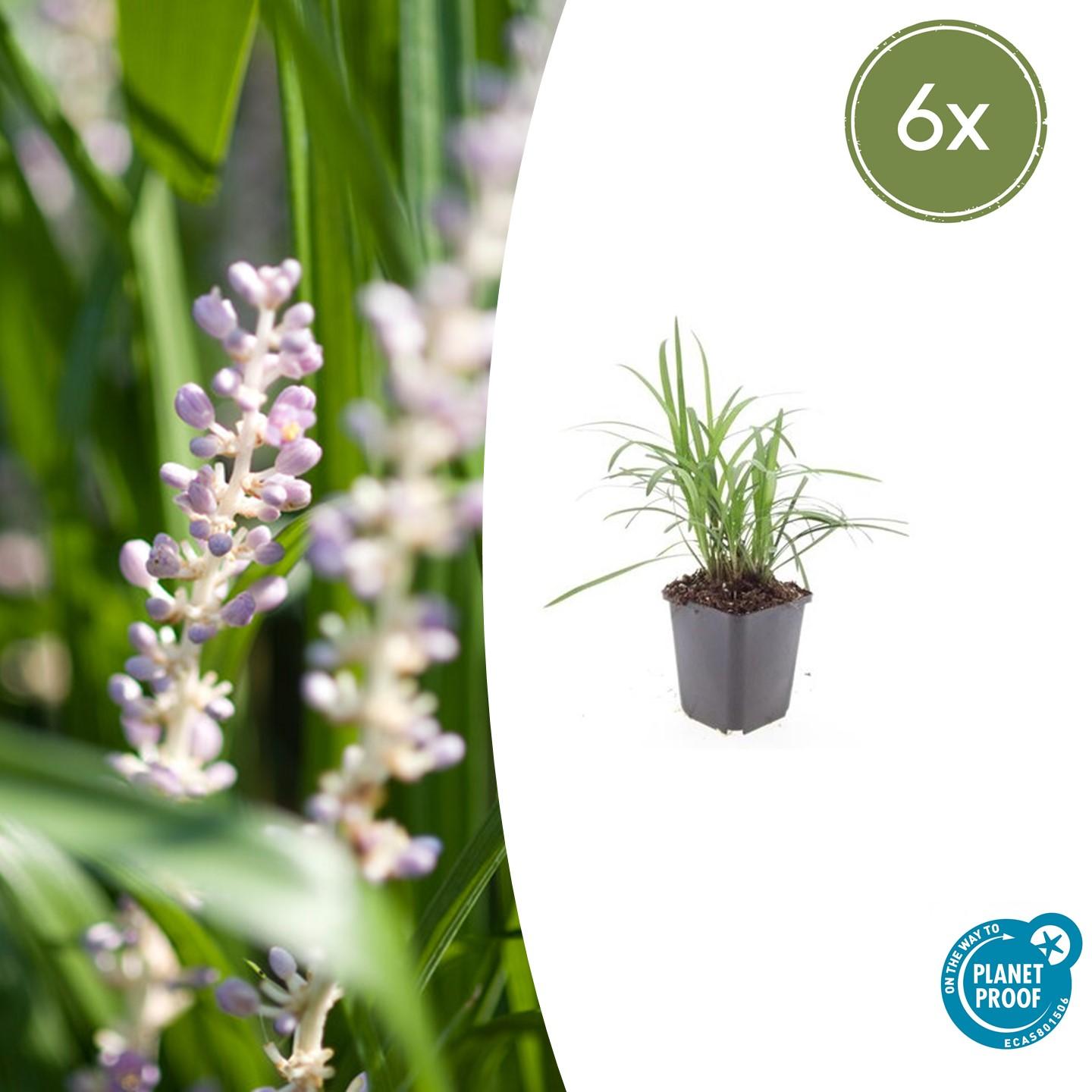 6x Liriope muscari 'Monroe White' - ↕10-25cm - Ø9cm - Pflanzfix24.de - Pflanzfix24.de