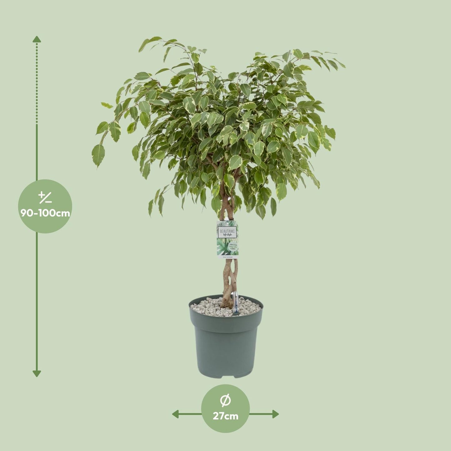 Ficus Safrana / Golden King - Ø27cm - ↕100cm - Pflanzfix24