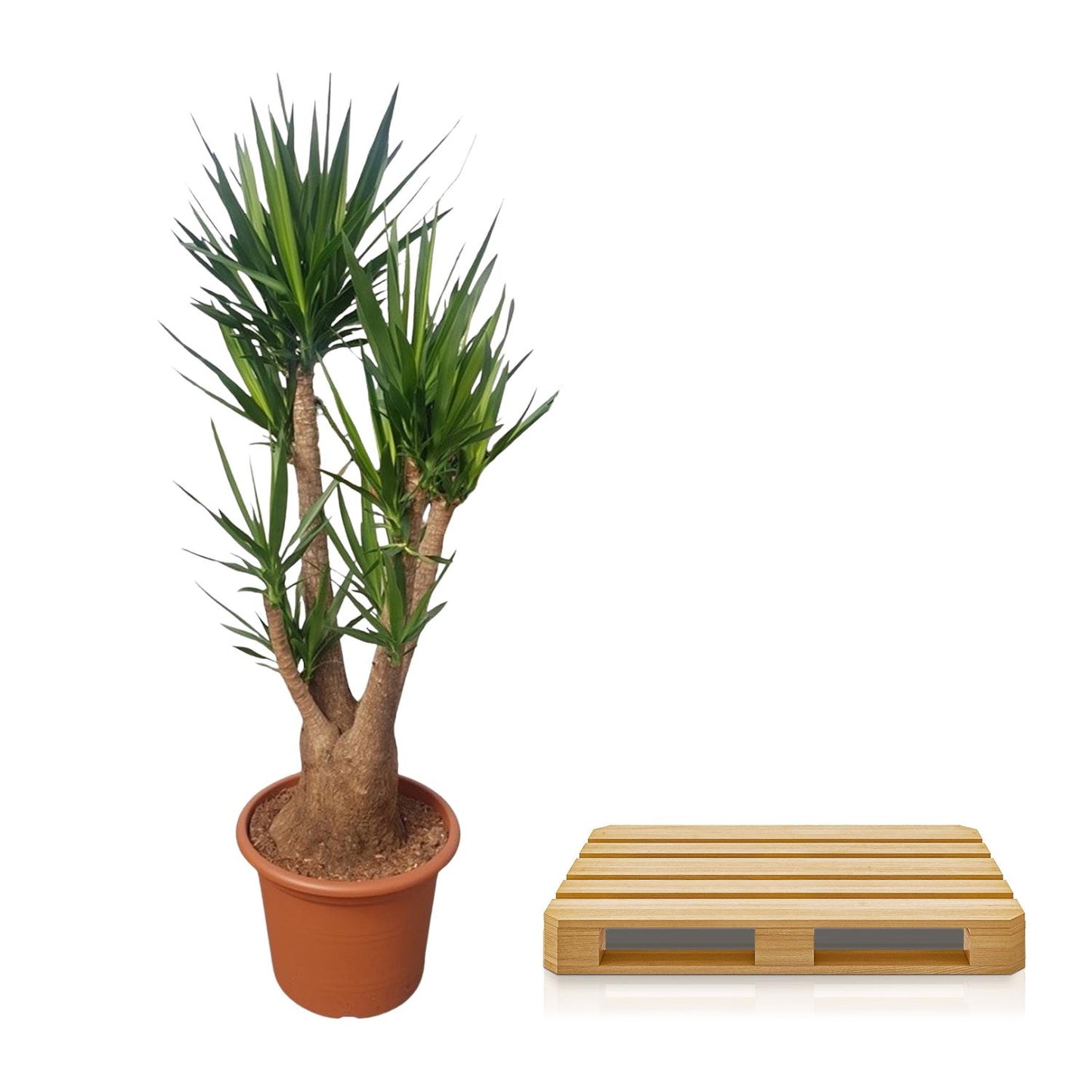 Yucca Elephantipes Verzweigt 190cm Ø55cm | Pflanzfix24.de - Pflanzfix24.de