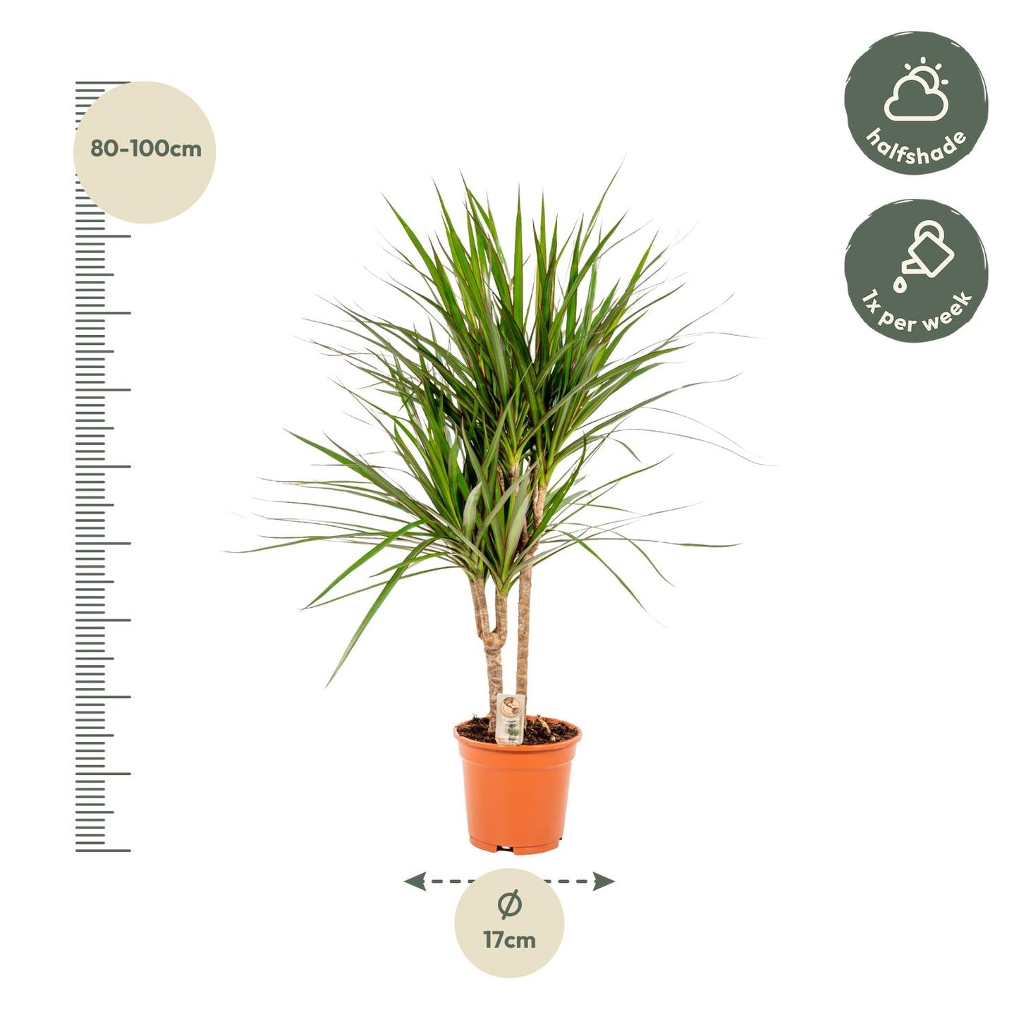 Dracaena Marginata - Ø17cm - ↕90cm bei Pflanzfix24.de - Pflanzfix24.de