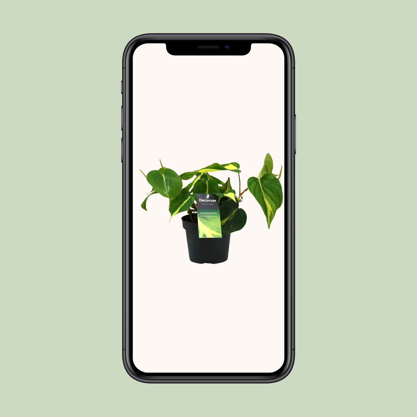Philodendron Brasil Scandens Ø12cm – Pflegeleichte Zimmerpflanze | Pflanzfix24.de - Pflanzfix24.de