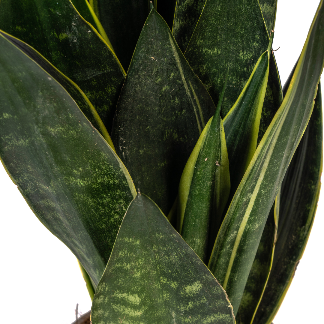 Sansevieria Trifasciata Futura Black Ø17cm | Moderne Zimmerpflanze – Pflanzfix24.de - Pflanzfix24.de