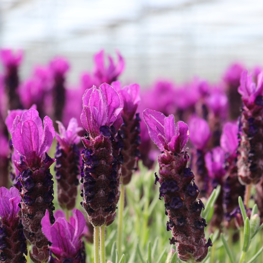 6x Lavandula stoechas Anouk® - Set van 6 Franse Lavendels - Pflanzfix24.de - Pflanzfix24.de