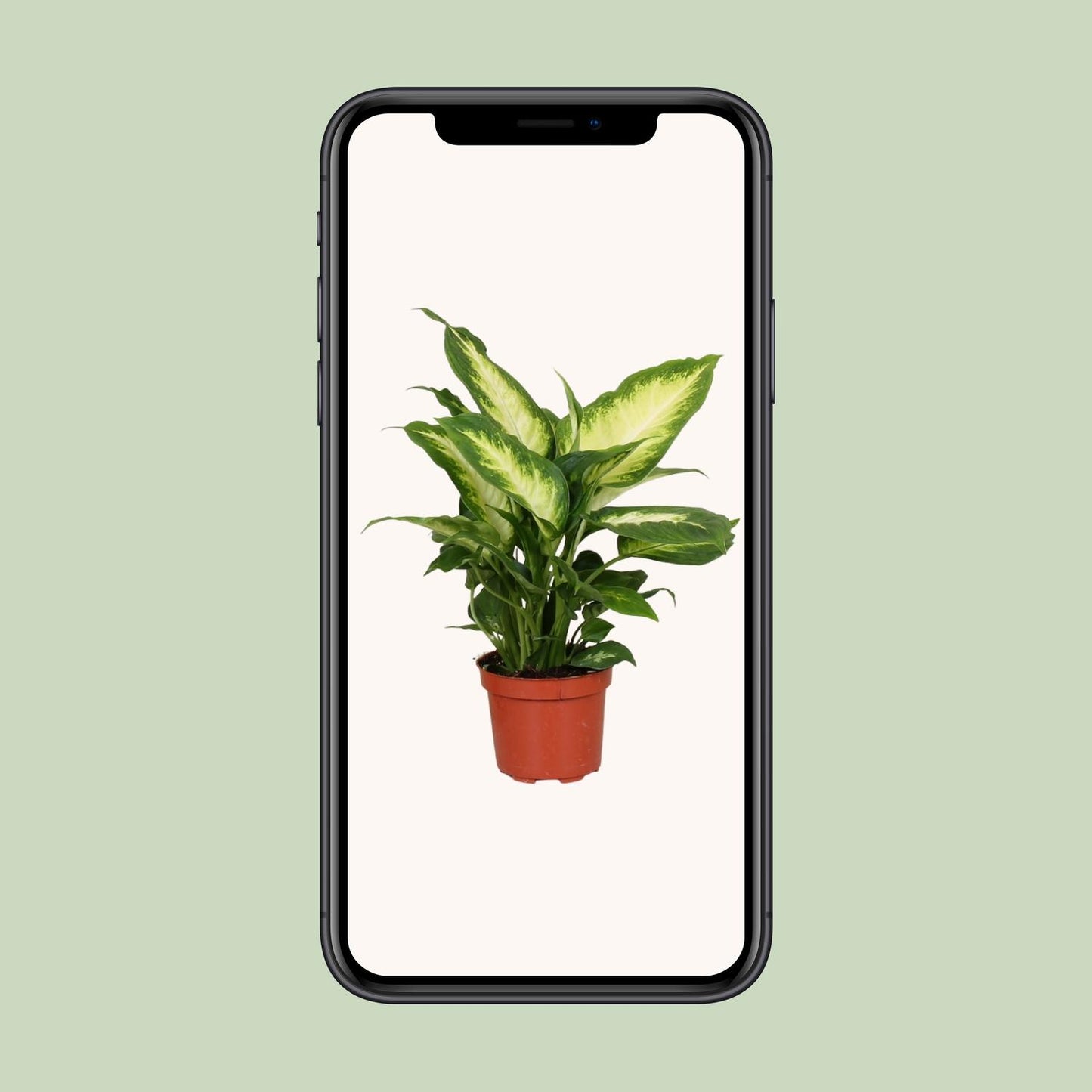 Dieffenbachia Camilla - Ø12cm - ↕35cm - pflanzfix24