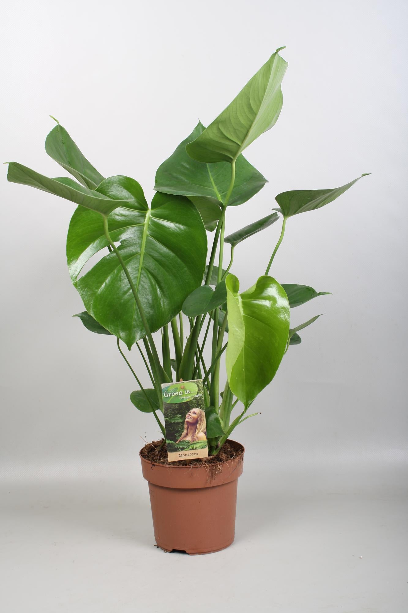 Monstera Deliciosa - Ø17cm - ↕60cm - Pflanzfix24