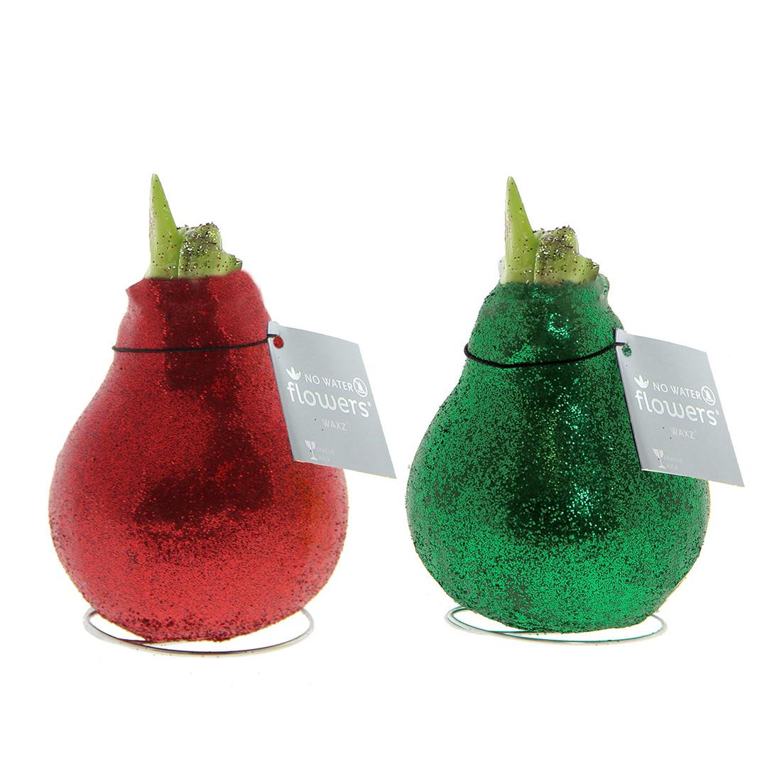 No Water Flowers® (wax amaryllis) | Glitterz® Traditional Mix (2 pack) + Red flower - Pflanzfix24