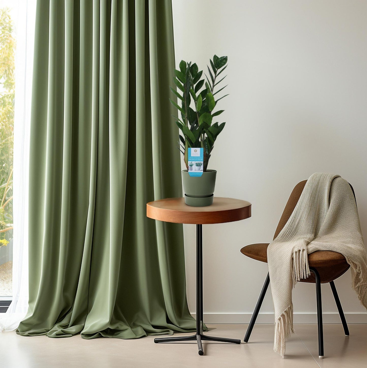Zamioculcas Zamiifolia Ø14cm – Pflegeleicht & Robust | Pflanzfix24