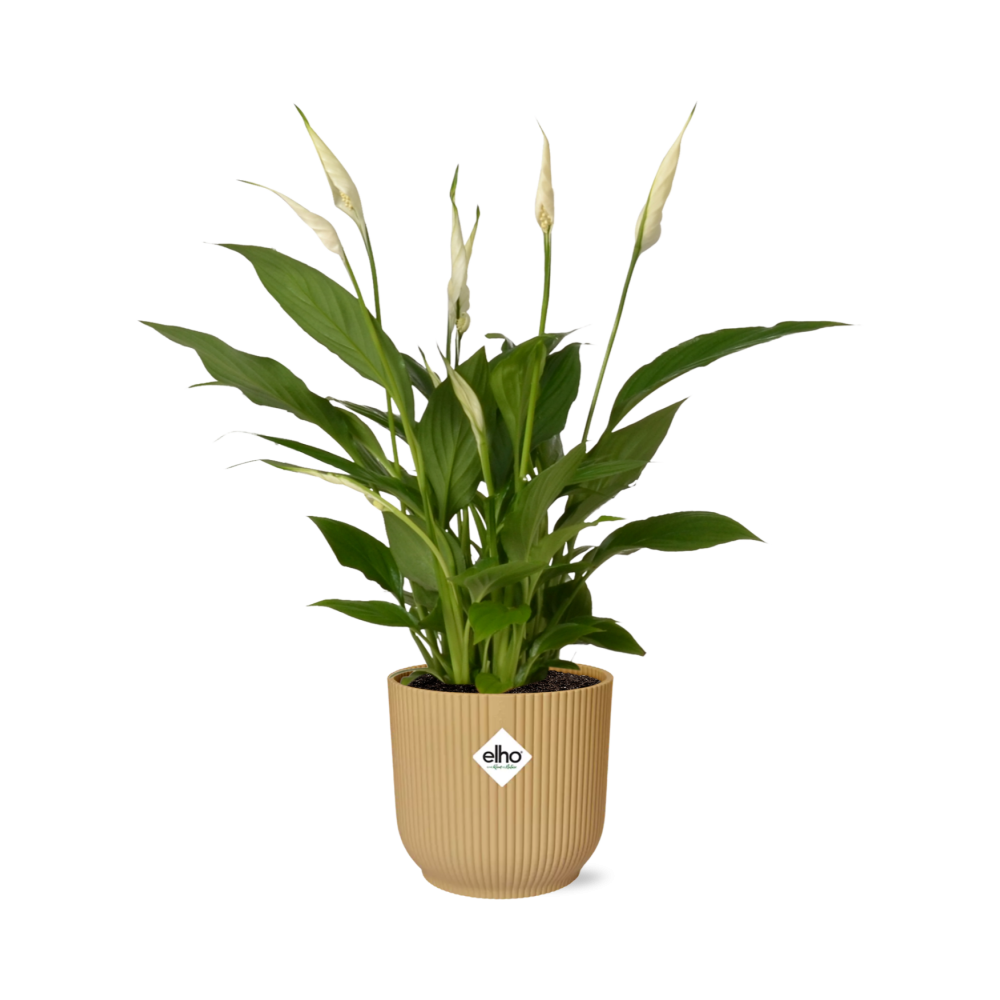 Friedenslilie Spathiphyllum Torelli 12 cm im ELHO Vibes Fold Topf gelb | Pflanzfix24