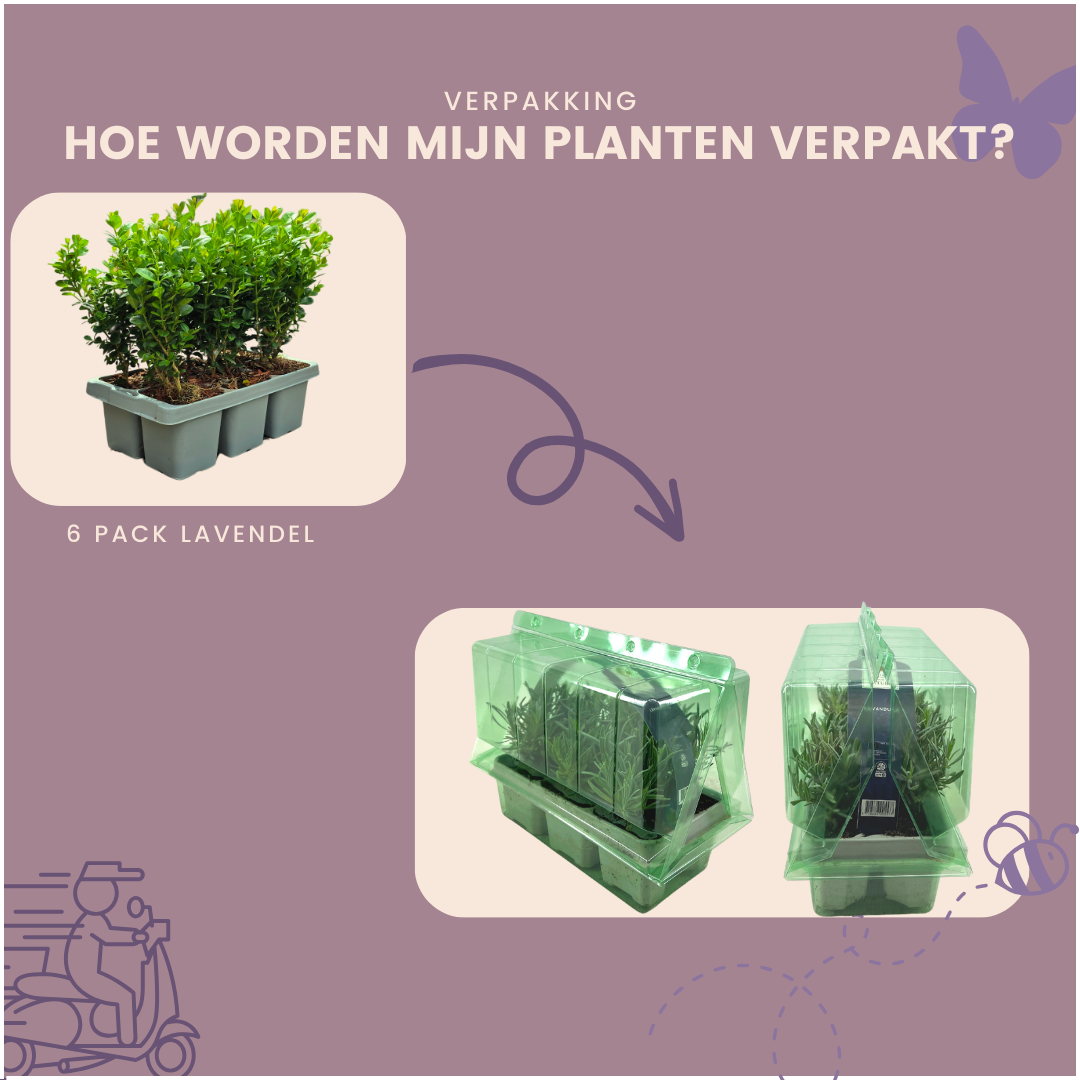 4 x 6er-Pack Buxus NewGen Freedom - Winterharte Immergrüne Sträucher 24 x Ø7 cm - Pflanzfix24.de - Pflanzfix24.de