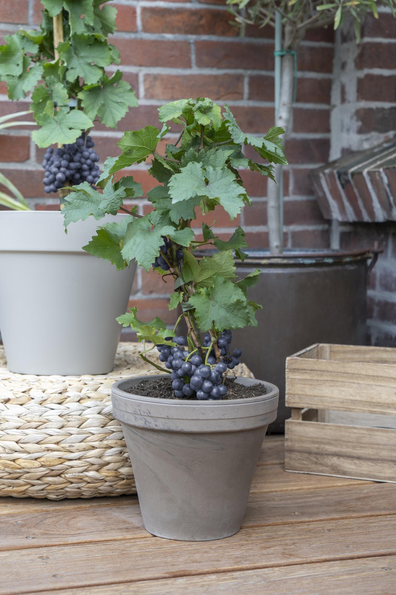 Vitis Pixie Pinot Noir Ø21 cm – Zwergweinrebe | Pflanzfix24