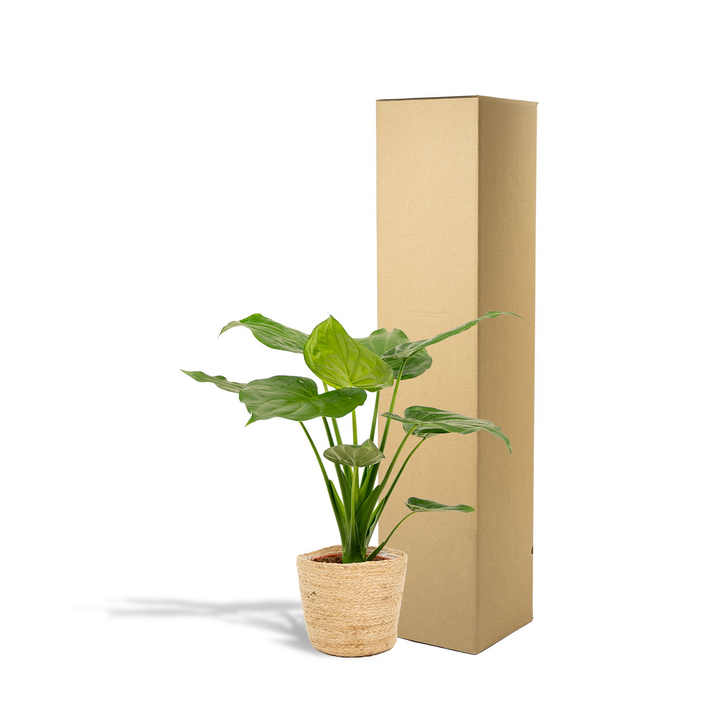 Alocasia Cucullata - Ø19cm - ↕65cm + Korb Selin - Pflanzfix24.de - Pflanzfix24.de