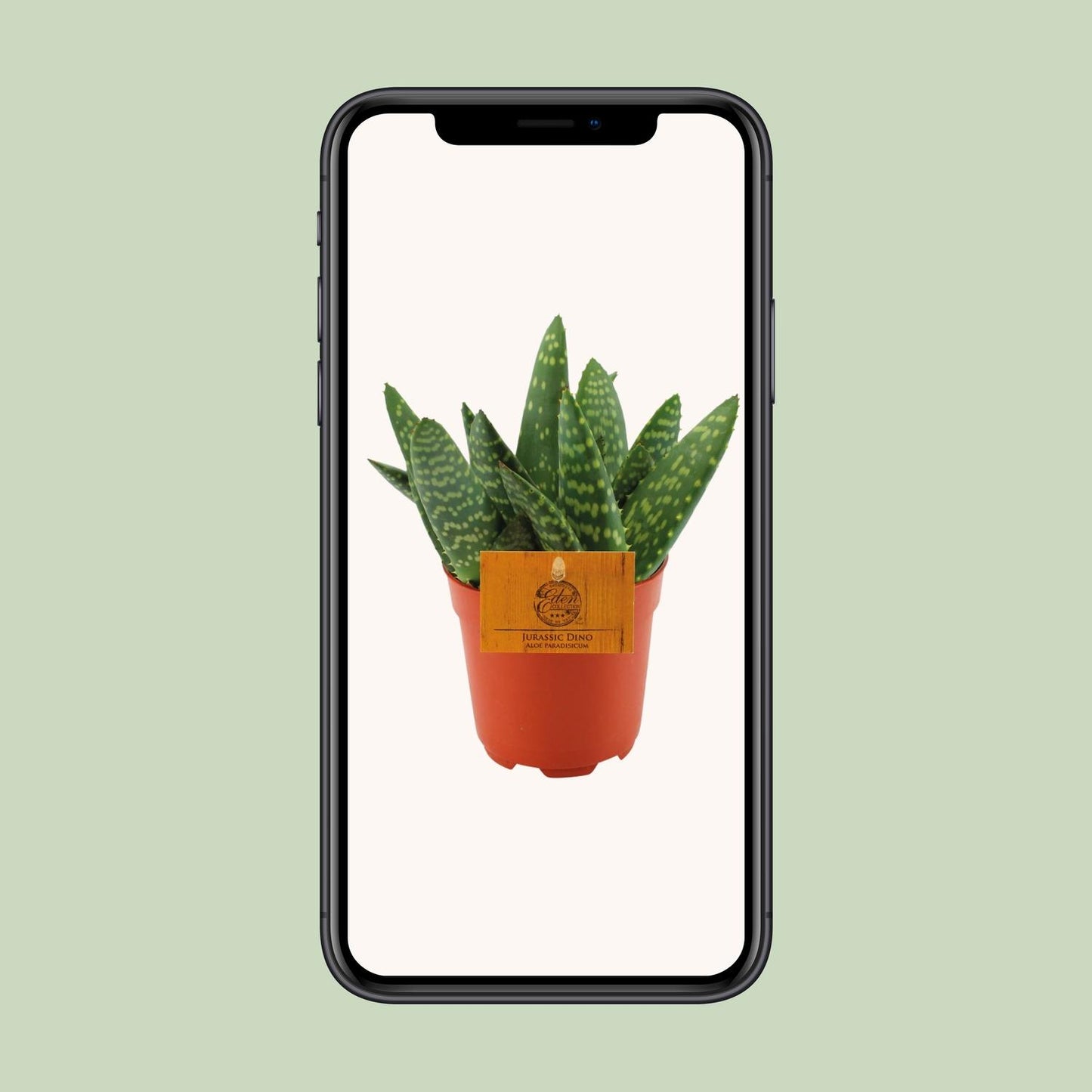 Aloe Paradisicum - Ø10,5 ↕15 bei Pflanzfix24.de - Pflanzfix24.de
